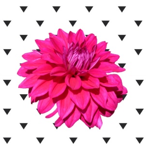 Imagens para imprimir - preto e branco - flor rosa -blog dikas e diy