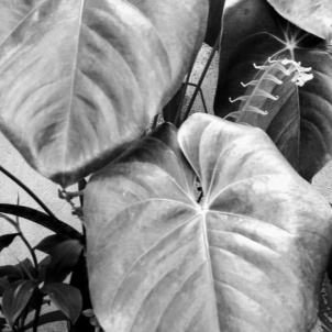 @cleiafotografia - foto preto e branco - plantas - blog dikas e diy